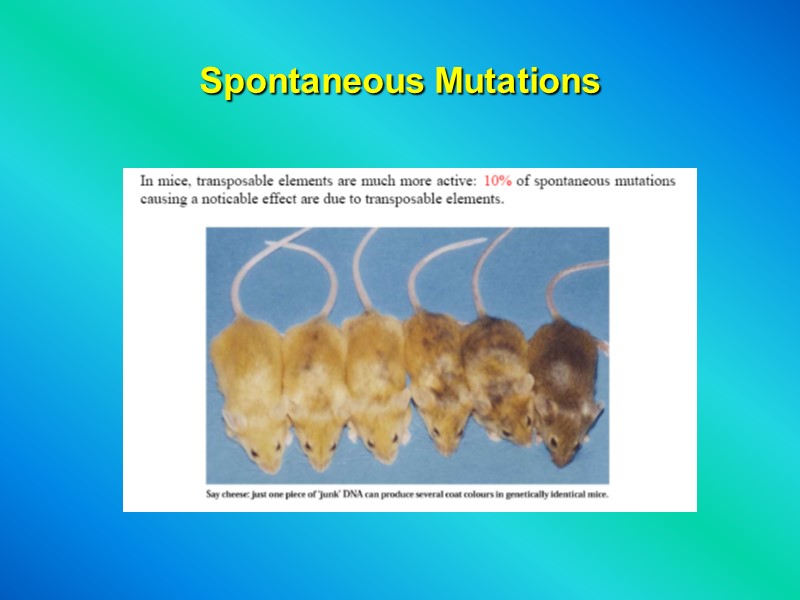 Spontaneous Mutations